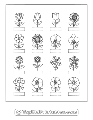 Color and Label Flower Activity Page